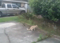 乌龟咬猫咪 被闪电躲开 网友神评：弹射的嘴不如瞬移的腿