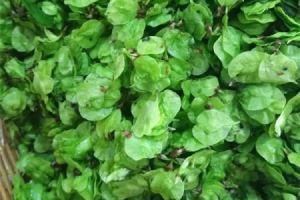 榆钱有点苦咋回事 榆钱发苦能吃吗 榆钱有点苦咋回事 榆钱发苦能吃吗