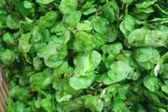 榆钱有点苦咋怎么回事榆钱发苦能吃吗？