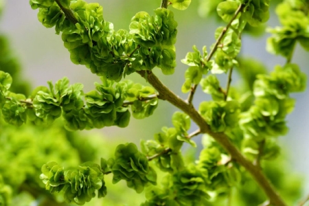 榆钱有点苦咋回事 榆钱发苦能吃吗 榆钱有点苦咋回事 榆钱发苦能吃吗