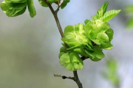 榆钱有点苦咋回事 榆钱发苦能吃吗 榆钱有点苦咋回事 榆钱发苦能吃吗