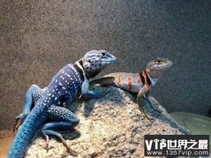 世界上最漂亮的蜥蜴，环颈蜥颜色丰富多彩