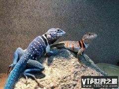 世界上最漂亮的蜥蜴