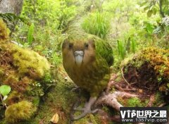 现存最濒危的鸟类