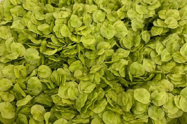 榆钱几月份可以采摘 榆钱是什么 榆钱几月份可以采摘 榆钱是什么