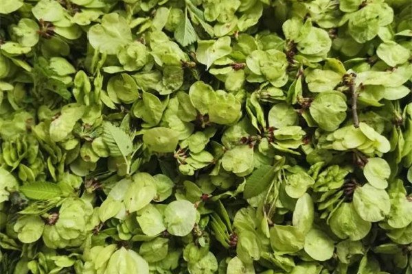 榆钱几月份可以采摘 榆钱是什么 榆钱几月份可以采摘 榆钱是什么