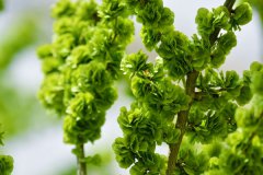 榆钱窝窝头的家常科学做法