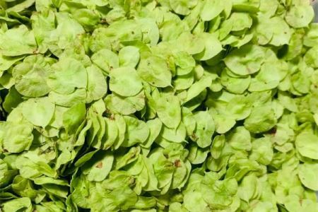 榆钱窝窝头的家常做法 榆钱窝窝头蒸多长时间 榆钱窝窝头的家常做法 榆钱窝窝头蒸多长时间