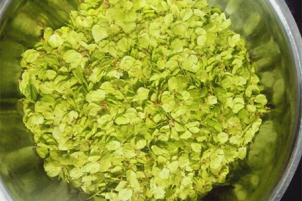 榆钱窝窝头的家常做法 榆钱窝窝头蒸多长时间 榆钱窝窝头的家常做法 榆钱窝窝头蒸多长时间