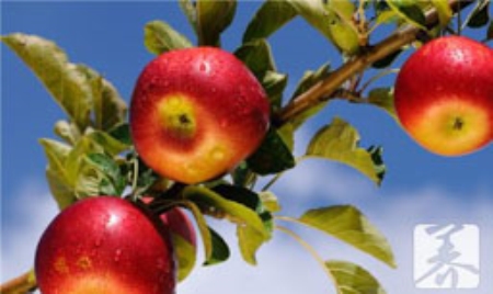 苹果枣子能一起吃吗 苹果枣子能一起吃吗