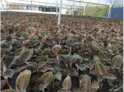 金线莲的价格大概多少钱