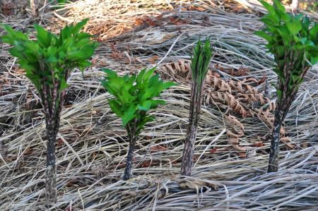 魔芋是什么做的,魔芋的来源做法及食用功效(图2) 魔芋的来源做法及食用功效