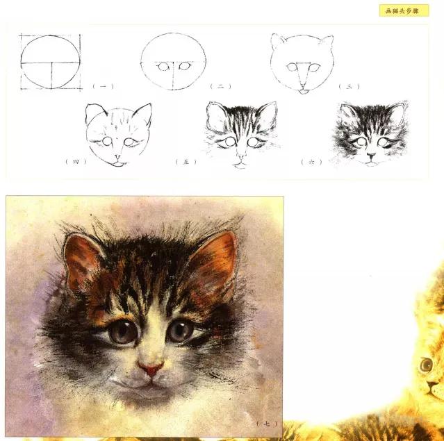 猫的四种画法教学 猫的基本画法与步骤(1)