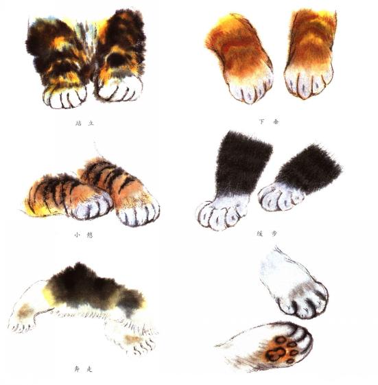 猫的四种画法教学 猫的基本画法与步骤(13)