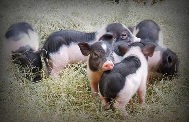 最小宠物猪小香猪 世界上最迷你的小猪(1)