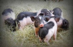 最小宠物猪小香猪世界上最迷你的小猪