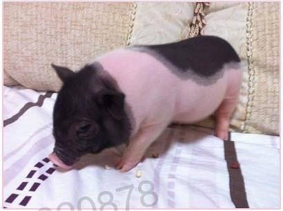 最小宠物猪小香猪 世界上最迷你的小猪(3)