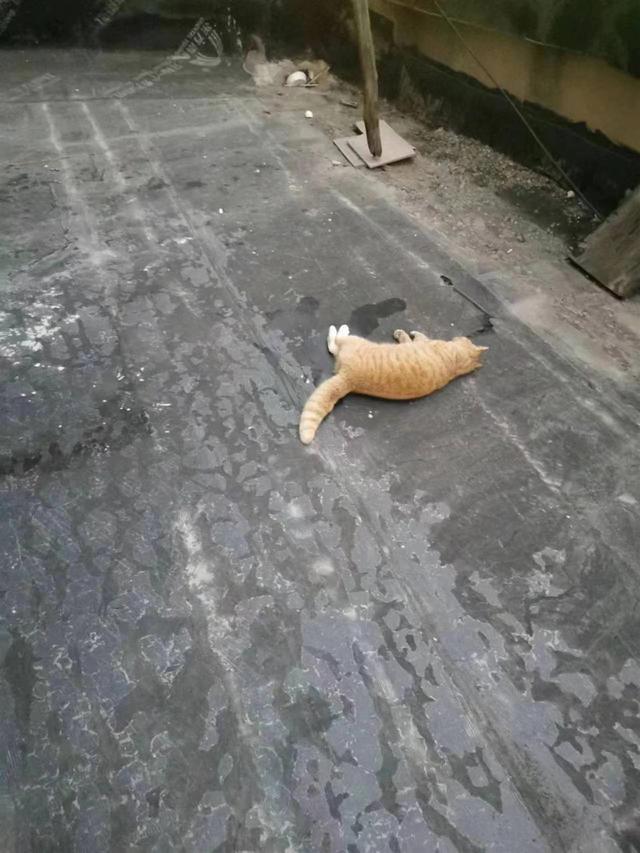 把流浪猫扔了会有报应吗 极目帮办半个月里7只流浪猫被人从高层扔下坠亡(1)