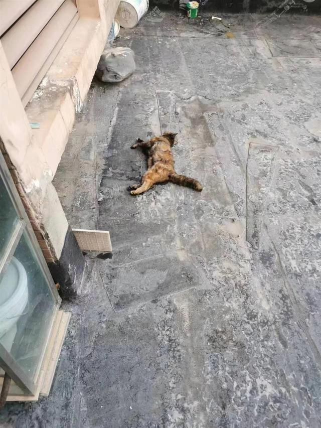 把流浪猫扔了会有报应吗 极目帮办半个月里7只流浪猫被人从高层扔下坠亡(2)