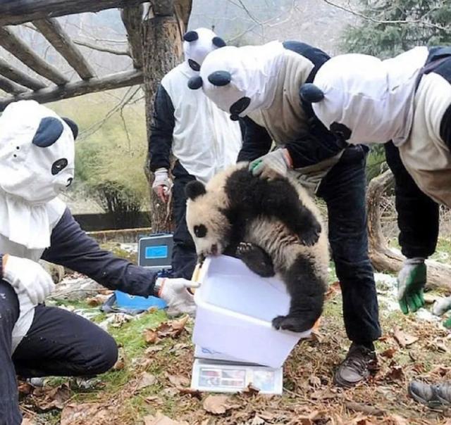 四川熊猫有多强大 四川有多少熊猫是人扮的(3)