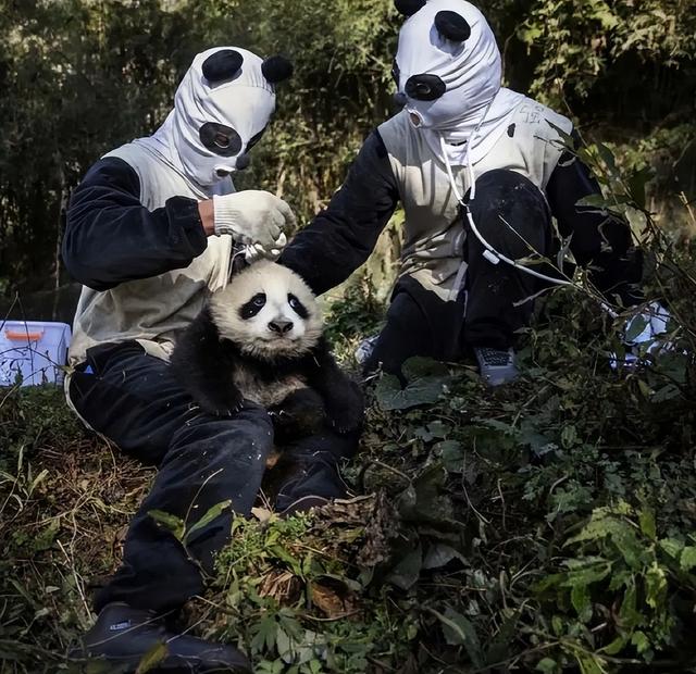 四川熊猫有多强大 四川有多少熊猫是人扮的(4)