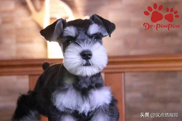 怎样治疗狗狗溃烂的趾间炎 预防及治疗狗狗趾间炎生活小妙招(1)