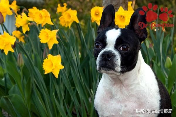 怎样治疗狗狗溃烂的趾间炎 预防及治疗狗狗趾间炎生活小妙招(3)