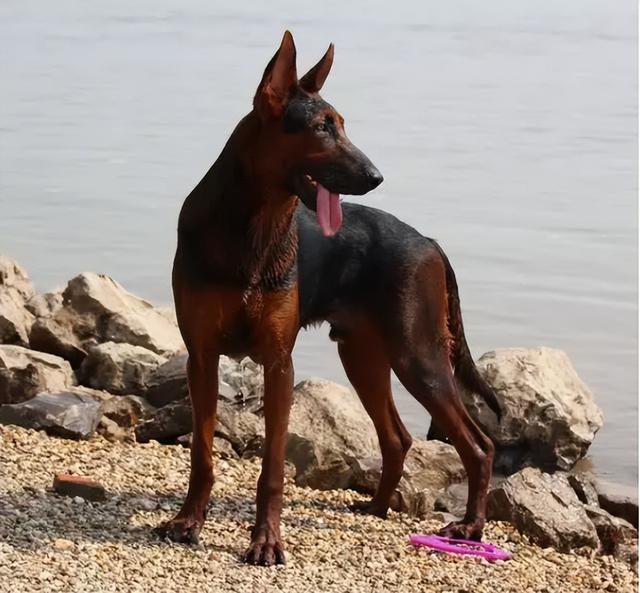 莱州红养公的还是母的好 为什么养莱州红(1)