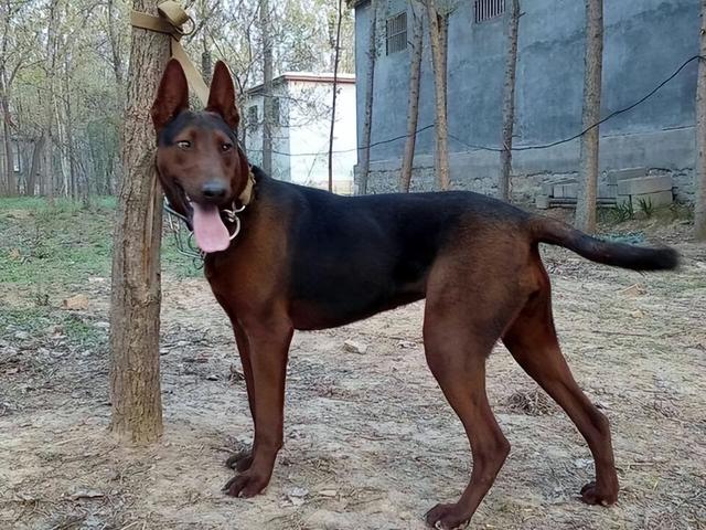 莱州红养公的还是母的好 为什么养莱州红(7)