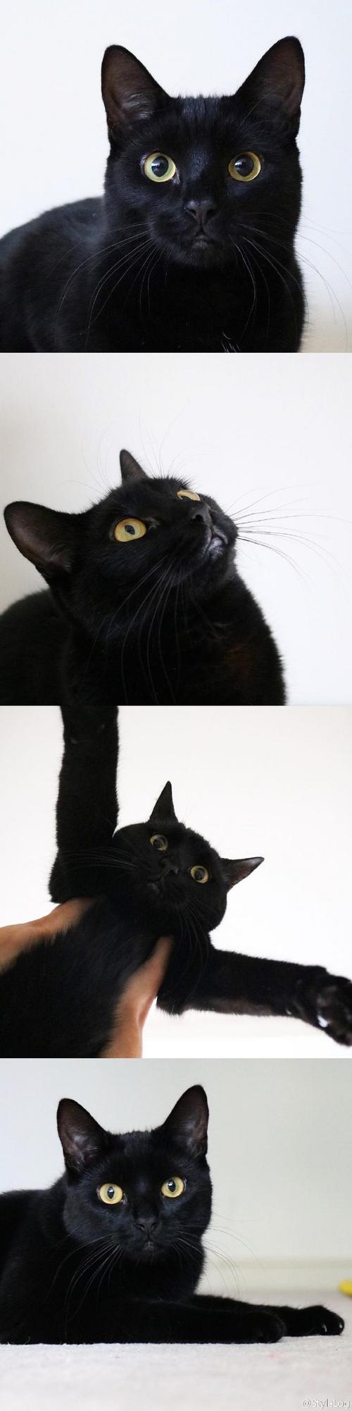 黑猫的正确前行方式（关于黑猫的10件事）