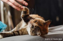 猫咪最怕的三种惩罚