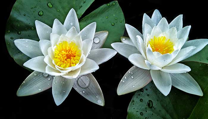 睡莲怎么养 睡莲的养殖方法
