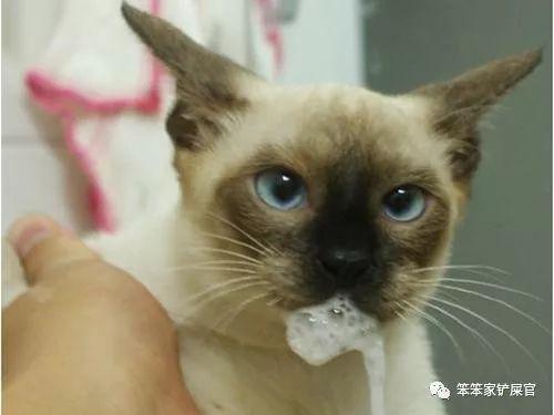 猫瘟多久才过危险期（冬末到春季是猫瘟高发季节）(3)