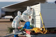 旅美20年大熊猫“丫丫”回国后首次露面：