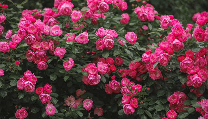 摄图网_501284790_月季花(企业商用)_副本.jpg 摄图网_501284790_月季花(企业商用)_副本.jpg