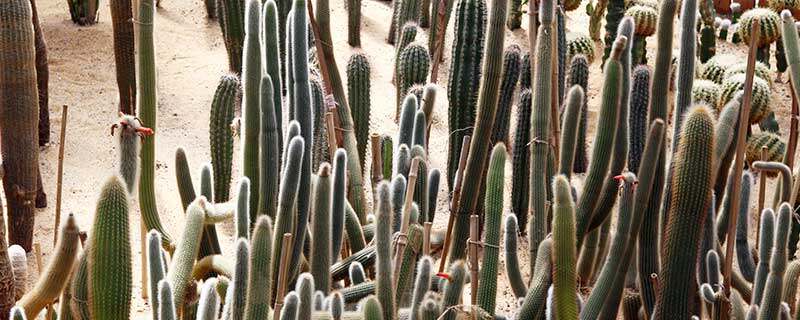 仙人柱8.jpg 仙人柱8.jpg