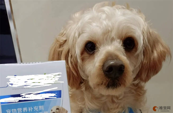 狗狗益生菌哪个牌子的最好质量最过关 喂食禁忌有哪些 狗狗益生菌哪个牌子的最好质量最过关 喂食禁忌有哪些