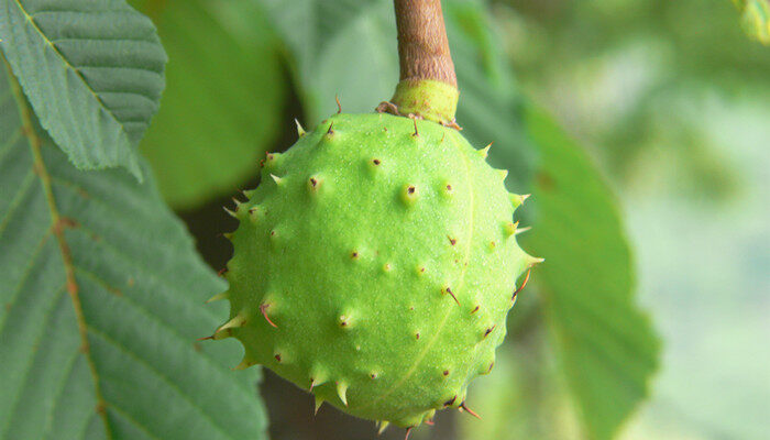 摄图网_307213020_七叶树阿尔德切法国(企业商用).jpg 摄图网_307213020_七叶树阿尔德切法国(企业商用).jpg