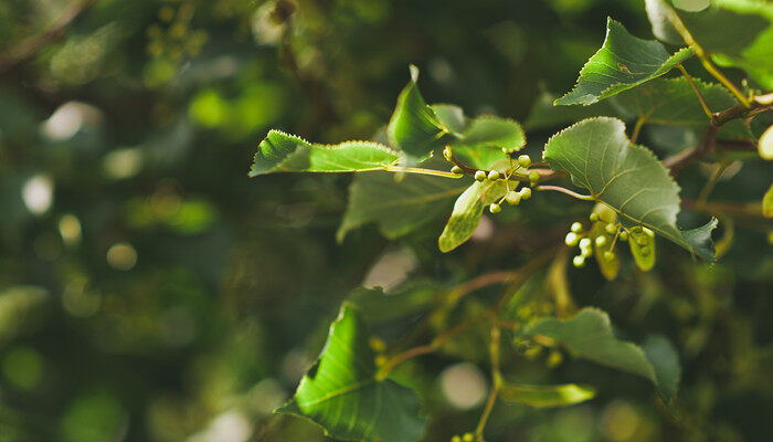 摄图网_307142806_林登的树叶和花朵9372(企业商用).jpg 摄图网_307142806_林登的树叶和花朵9372(企业商用).jpg