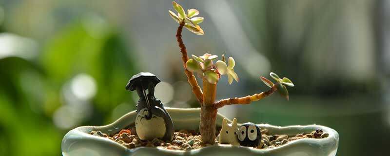 植物花草8.jpg 植物花草8.jpg