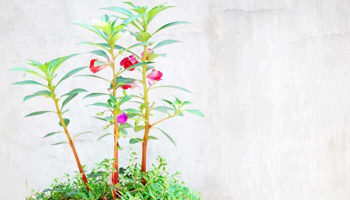 植物绿植700.jpg 植物绿植700.jpg