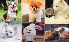 猫发出马达一样的声音还蹭人？猫发出马达一