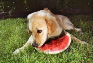 狗能不能吃香蕉,狗狗能吃水果吗