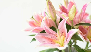 摄图网_500083864_banner_盛开的百合花(企业商用).jpg 摄图网_500083864_banner_盛开的百合花(企业商用).jpg