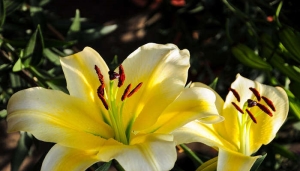 摄图网_501294144_banner_黄色百合花(企业商用).jpg 摄图网_501294144_banner_黄色百合花(企业商用).jpg