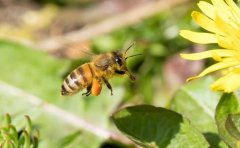 找回飞逃的蜜蜂蜜蜂在花丛中怎样的采蜜