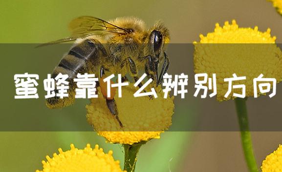 蜜蜂辨别方向靠的是什么?蜜蜂王怎么断定