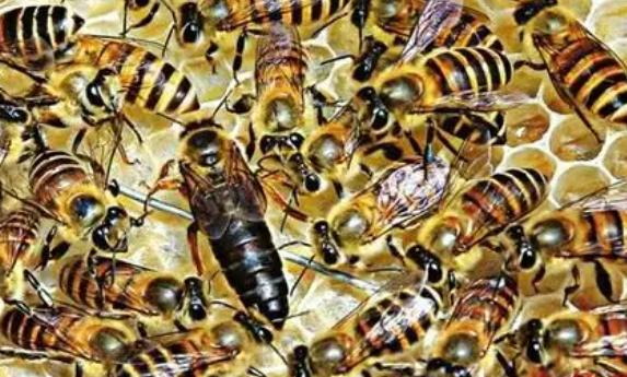 蜜蜂辨别方向靠的是什么?蜜蜂王怎么断定