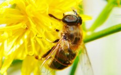 蜜蜂用什么采蜜蜜蜂能辨别方向的原因