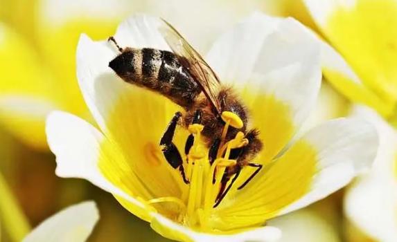 蜜蜂用什么采蜜?蜜蜂能辨别方向的原因